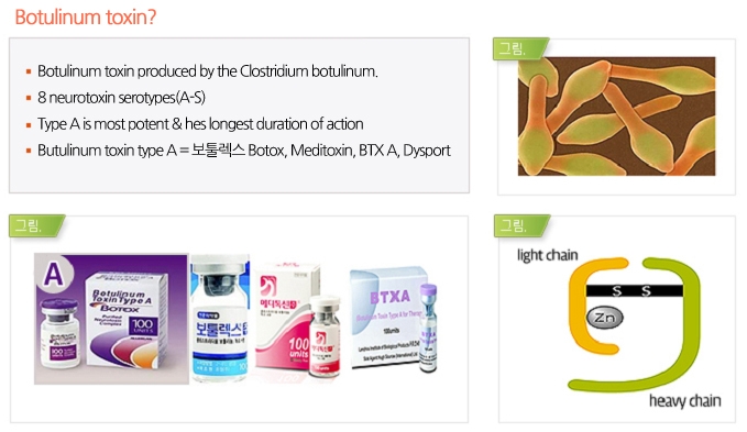 Botulinum toxin?
·Botulinum toxin produced by the Clostridium botulinum.
·8neurotoxin serotypes(A-S)
·Type A is most potent & hes longest duration of action
·Butulinum toxin type A = 보툴렉스 Botox, Meditoxin, BTX A, Dysport